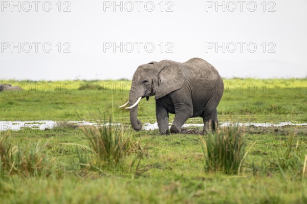 African elephant (Loxodonta africana), in Longinye Swamp, Amboseli National Park, Rift Valley Province, Kenya