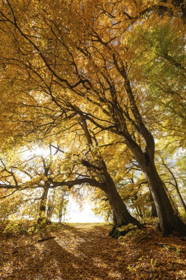 Bright autumn forest with large trees along a sunny hiking trail. Golden leaves cover the ground, warm light and clear air create Indian summer atmosphere, Swabian Jura, Baden-Württemberg, Germany