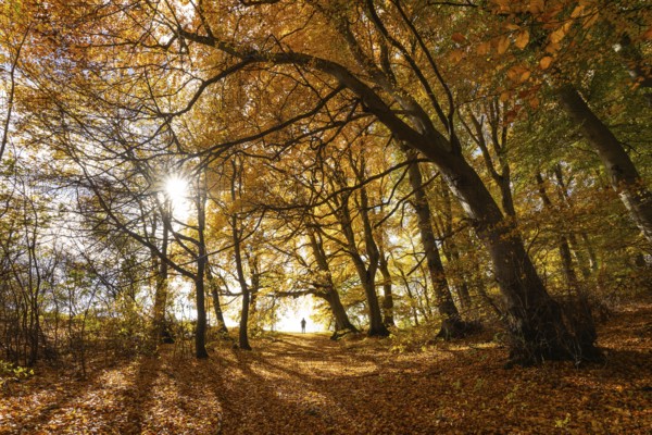 Bright autumn forest with large trees along a sunny hiking trail. Golden leaves cover the ground, warm light and clear air create Indian summer atmosphere, Swabian Jura, Baden-Württemberg, Germany