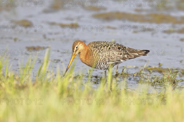 Greenpike (Limosa limosa) runs in shallow water in a moor, snipe birds, wildlife, nature photography, ox bog, Dümmer See, Hüde, Lower Saxony, Germany