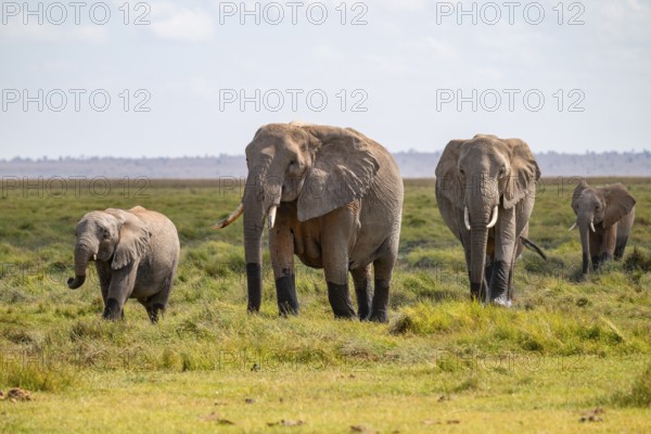 African elephant (Loxodonta africana), herd, Amboseli National Park, Rift Valley Province, Kenya