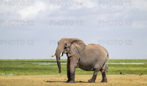 African elephant (Loxodonta africana), bull elephant, Amboseli National Park, Rift Valley Province, Kenya