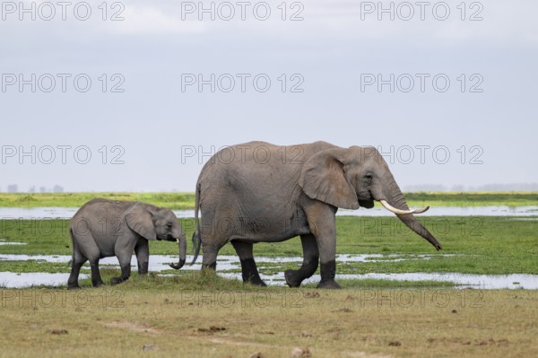 African elephant (Loxodonta africana), mother and young, near water, Amboseli National Park, Rift Valley Province, Kenya