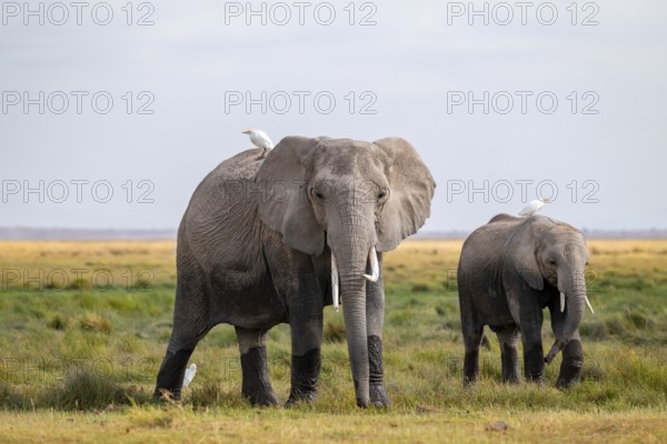 African elephant (Loxodonta africana), two animals in Longinye swamp with herons (Bubulcus ibis), Amboseli National Park, Rift Valley Province, Kenya