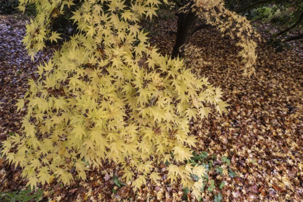 Japanese Japanese maple (Acer palmatum Sangu-Kaku) in autumn leaves, Emsland, Lower Saxony, Germany