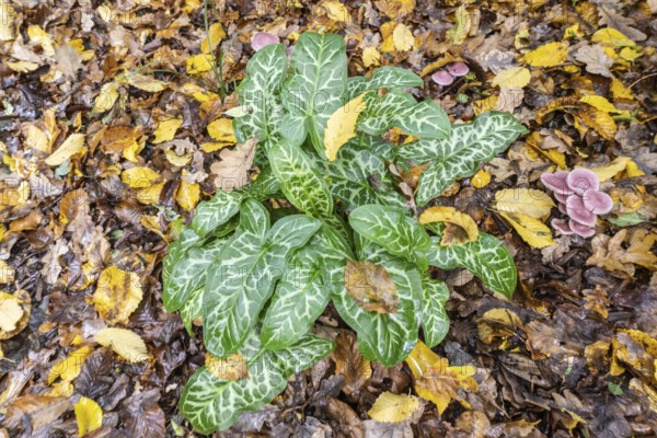 Italian arum stick (Arum italicum Pictum), Emsland, Lower Saxony, Germany
