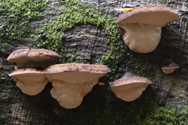 Hardwood resin porling (Ischnoderma resinosum), Emsland, Lower Saxony, Germany
