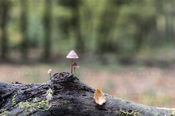 Large blood helmet (Mycena haematopus), Emsland, Lower Saxony, Germany