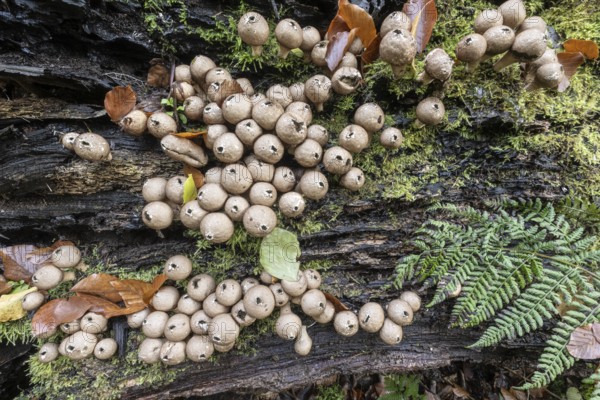Pear Stäubling (Lycoperdon pyriforme), Emsland, Lower Saxony, Germany