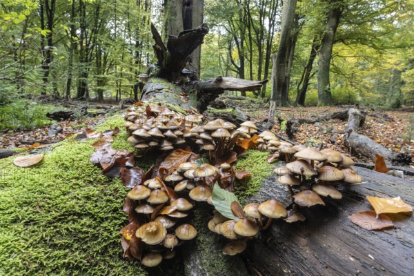 Green-leafed sulfur head (Hypholoma fasciculare) in beech forest, Emsland, Lower Saxony, Germany
