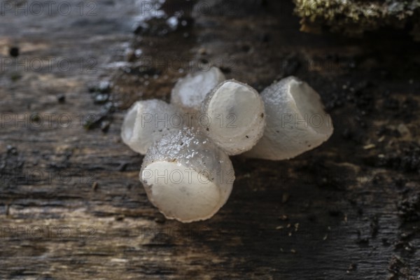 Gemeiner Buchenkreisling (Neobulgaria pura), Emsland, Lower Saxony, Germany