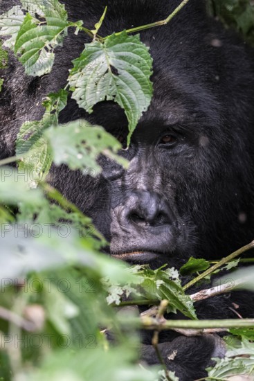 Mountain gorilla (Gorilla beringei beringei), adult male, silverback, animal portrait, among leaves, Bwindi Impenetrable Forest, Uganda