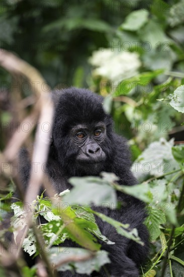 Mountain gorilla (Gorilla beringei beringei), juvenile among leaves, Bwindi Impenetrable Forest, Uganda