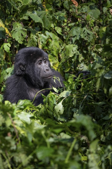 Mountain gorilla (Gorilla beringei beringei), among leaves, Bwindi Impenetrable Forest, Uganda