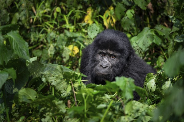 Mountain gorilla (Gorilla beringei beringei), between leaves, animal portrait, Bwindi Impenetrable Forest, Uganda