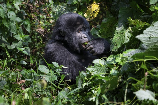 Mountain gorilla (Gorilla beringei beringei), eating leaves, Bwindi Impenetrable Forest, Uganda