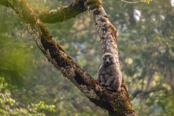 Anubispavian or green baboon (Papio anubis) sitting in a tree in a branch fork, Bwindi Impenetrable Forest, Uganda