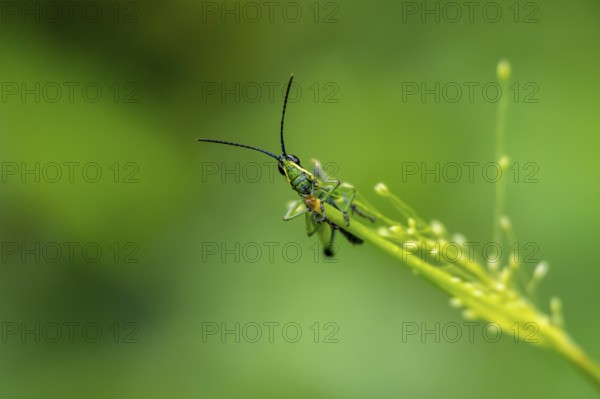 Green black grasshopper (Orthoptera) on a stem, Bwindi Impenetrable Forest, Uganda