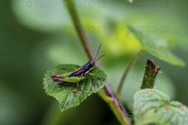 Green black grasshopper (Orthoptera) on a leaf, Bwindi Impenetrable Forest, Uganda