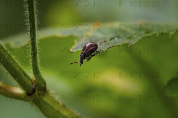 Weevil (Curculionidae), bronze-colored beetle on a leaf, Bwindi Impenetrable Forest, Uganda