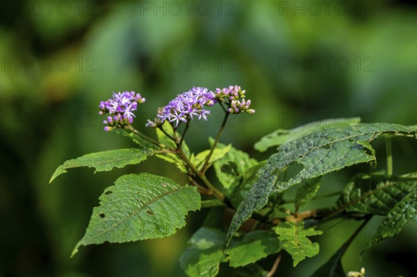 False aster (Vernonia auriculifera), with purple flower, Bwindi Impenetrable Forest, Uganda