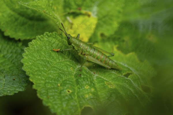 Green grasshopper (Orthoptera) on a leaf, Bwindi Impenetrable Forest, Uganda