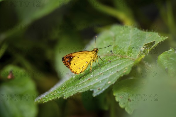 Common forest sylph (Ceratrichia phocion), yellow butterfly on a leaf, Bwindi Impenetrable Forest, Uganda