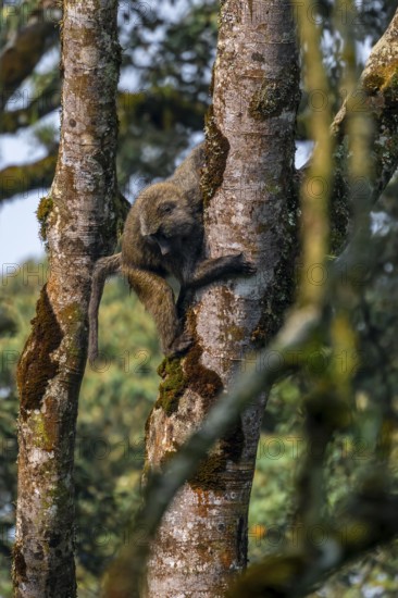 Anubispavian or green baboon (Papio anubis), climbing a tree trunk, Bwindi Impenetrable Forest, Uganda