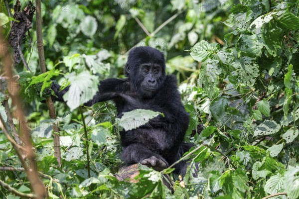 Young animal, mountain gorilla (Gorilla berengei berengei), Bwindi Impenetrable National Park, Uganda