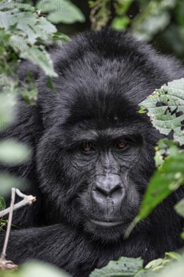 Silverback, animal portrait, mountain gorilla (Gorilla berengei berengei), Bwindi Impenetrable National Park, Uganda