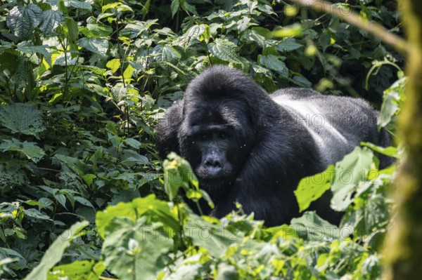 Silverback, mountain gorilla (Gorilla berengei berengei), Bwindi Impenetrable National Park, Uganda