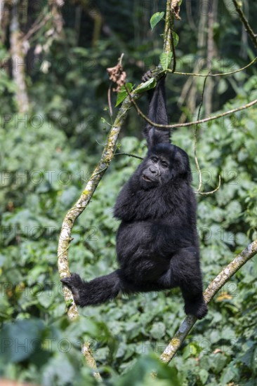 Young animal hanging in a tree, mountain gorilla (Gorilla berengei berengei), Bwindi Impenetrable National Park, Uganda