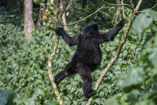Young animal hanging in a tree, mountain gorilla (Gorilla berengei berengei), Bwindi Impenetrable National Park, Uganda
