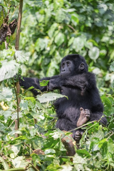 Young animal, mountain gorilla (Gorilla berengei berengei), Bwindi Impenetrable National Park, Uganda