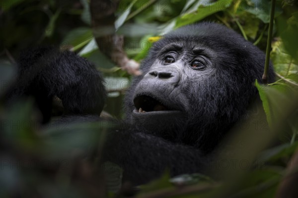 Mountain gorilla (Gorilla berengei berengei), Bwindi Impenetrable National Park, Uganda