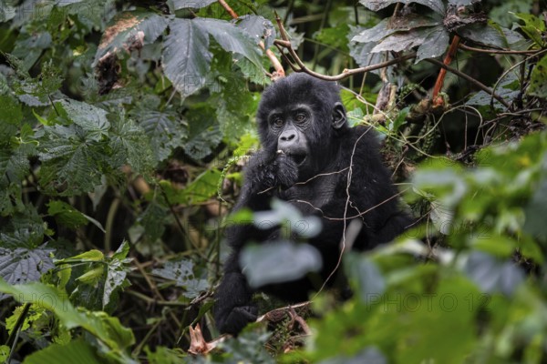 Young animal, mountain gorilla (Gorilla berengei berengei), Bwindi Impenetrable National Park, Uganda