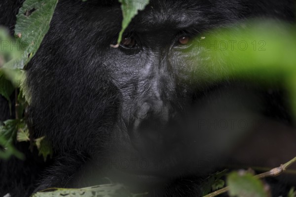 Silverback, animal portrait, mountain gorilla (Gorilla berengei berengei), Bwindi Impenetrable National Park, Uganda