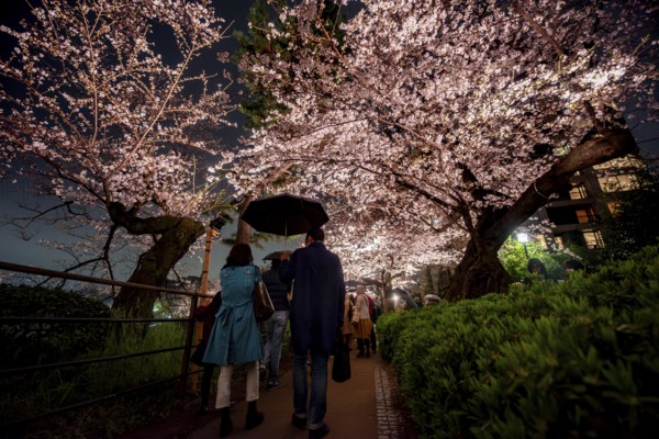 People walking under blooming illuminated cherry trees at night, Japanese cherry blossoms in spring, Hanami Festival, Chidorigafuchi Green Way, Tokyo, Japan