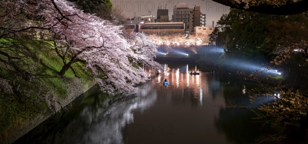 Chidorigafuchi Canal with rowboat in front of blooming illuminated cherry trees at night, castle moat, Japanese cherry blossom in spring, Hanami festival, Chidorigafuchi Green Way, Tokyo, Japan