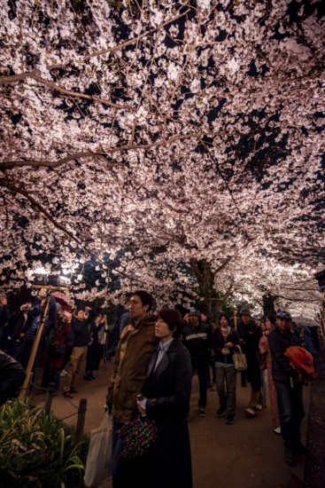 People walking under blooming illuminated cherry trees at night, Japanese cherry blossoms in spring, Hanami Festival, Chidorigafuchi Green Way, Tokyo, Japan