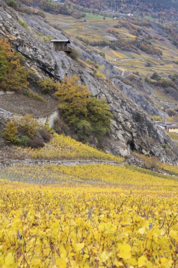 Terraced grape vineyards in autumn colours in the Rhone Valley. Colourful yellow orange image. Valais, Switzerland