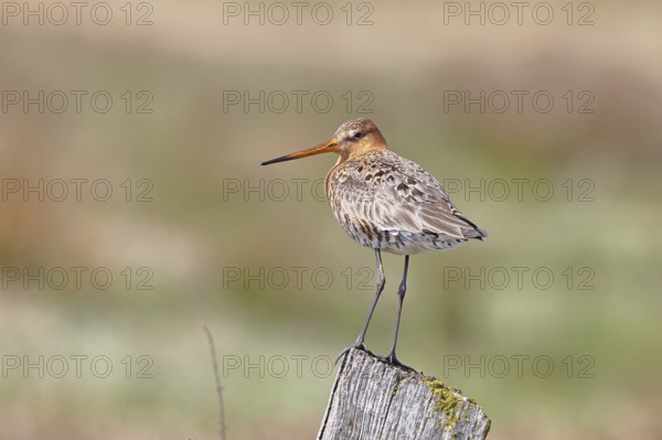 Blacktail (Limosa limosa), sitting room, on a fence post, snipe birds, wildlife, nature photography, wetland, ox moor, Dümmer See, Lembruch, Lower Saxony, Germany