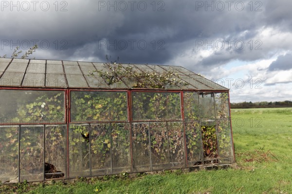 Abandoned greenhouse of a nursery, interior completely overgrown, Lost Place, Düsseldorf, North Rhine-Westphalia, Germany