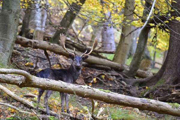 Fallow deer with magnificent antler shovels (Dama dama) in autumn forest in Bavaria, Germany