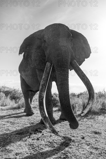 African elephant (Loxodonta africana) the famous Super Tusker elephant Craig, old male with long tusks, black and white, Kajiado County, Kenya