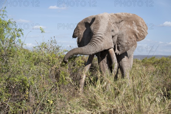 African elephant (Loxodonta africana) eats leaves, the famous Super Tusker elephant Craig, old male with long tusks, Kajiado County, Kenya