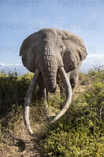 African elephant (Loxodonta africana) eats leaves, the famous Super Tusker elephant Craig, old male with long tusks, Kajiado County, Kenya