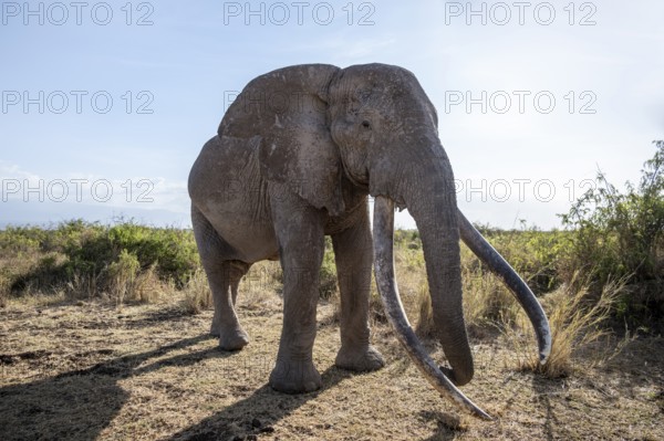 African elephant (Loxodonta africana) the famous Super Tusker elephant Craig, old male with long tusks, Kajiado County, Kenya