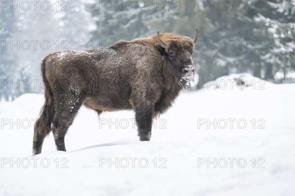 European bison (Bison bonasus) or Wisent standing on a meadow next to the forest in winter, snow, Bavaria, Germany