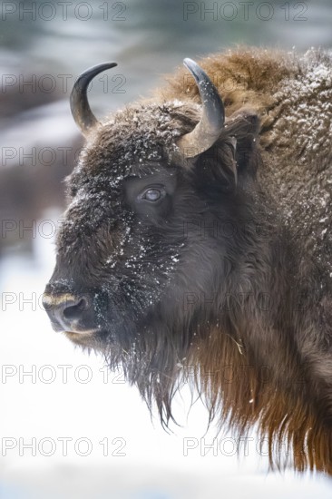 European bison (Bison bonasus) or Wisent portrait in winter, snow, Bavaria, Germany